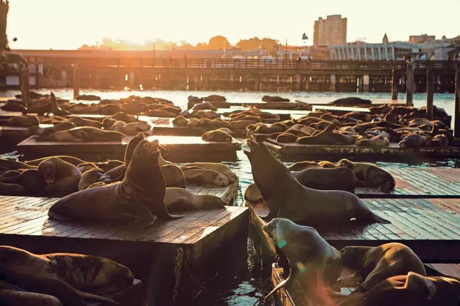 Leones marinos descansan en el muelle K del PIER 39 al atardecer